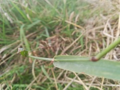 Phleum pratense nodosum