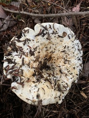 Russula brevipes acrior