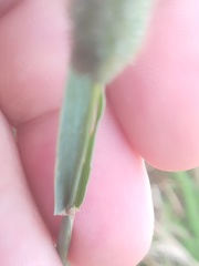 Phleum pratense nodosum