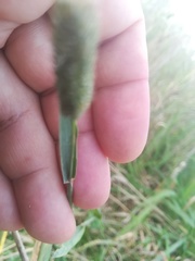 Phleum pratense nodosum