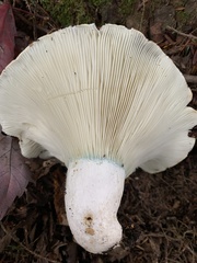 Russula brevipes acrior