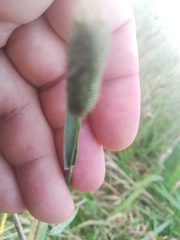 Phleum pratense nodosum