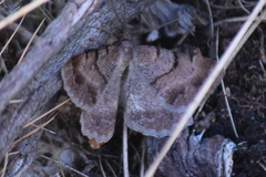 Selidosema pyrenaearia