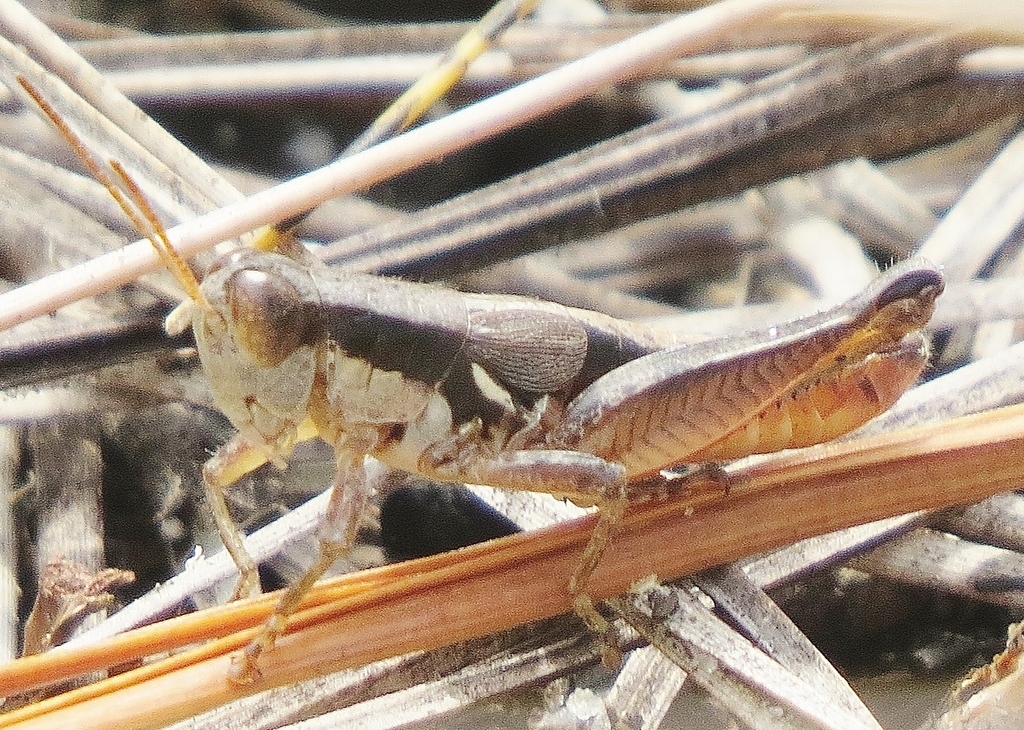 Swollen Short-wing Grasshopper