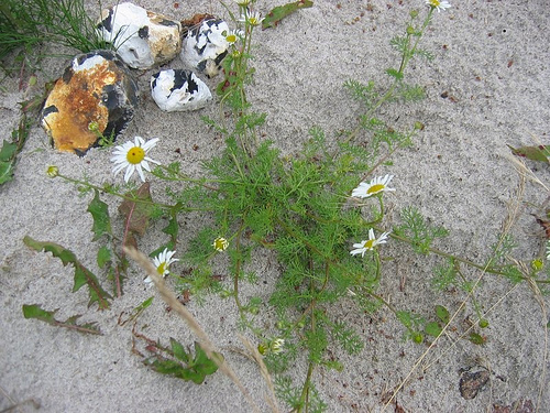 Sea Mayweed