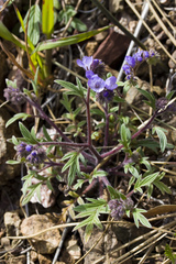 Phacelia breweri