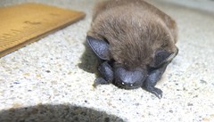 Nycticeius humeralis