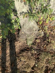 Zygodon viridissimus