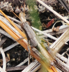 Melanoplus strumosus