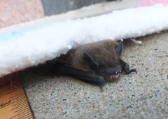 Nycticeius humeralis