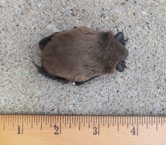 Nycticeius humeralis