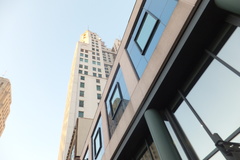 Nycticeius humeralis