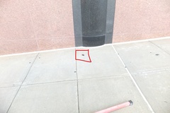 Nycticeius humeralis