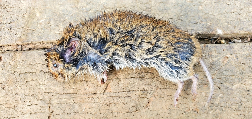 Gray-tailed Vole