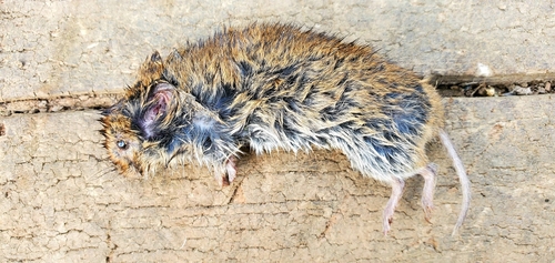 Gray-tailed Vole
