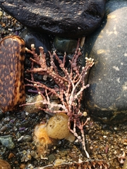 Calliarthron tuberculosum