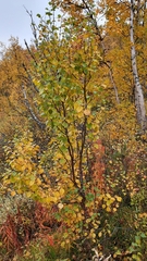 Betula pubescens pumila