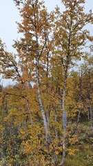 Betula pubescens pumila