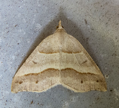 Macaria lorquinaria