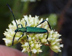 Hypocrites scabriusculus