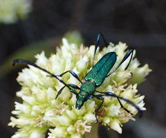 Hypocrites scabriusculus