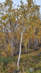 Betula pubescens pumila