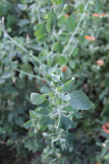 Porophyllum ruderale macrocephalum
