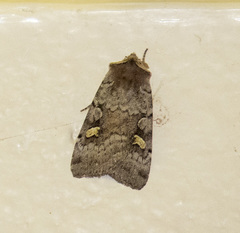 Adelphagrotis stellaris