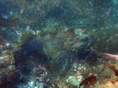 Hemitripterus americanus