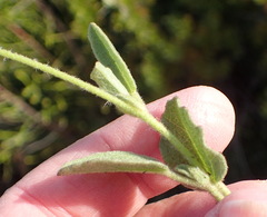 Hermannia decumbens