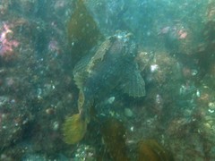 Hemitripterus americanus