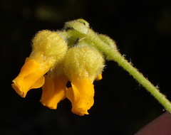 Hermannia decumbens