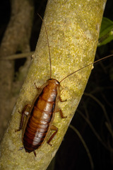 Drymaplaneta heydeniana