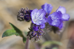 Phacelia breweri