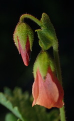 Hermannia diffusa