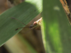 Agraphopus lethierryi