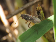 Agraphopus lethierryi