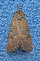 Condica sutor