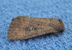 Condica sutor
