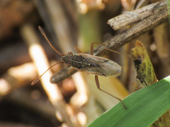 Agraphopus lethierryi