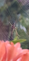 Leucauge dromedaria