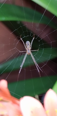 Leucauge dromedaria