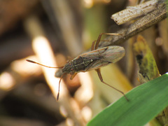 Agraphopus lethierryi