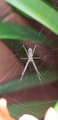 Leucauge dromedaria