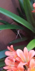 Leucauge dromedaria