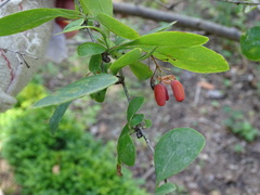 Berberis carminea