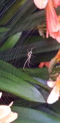 Leucauge dromedaria