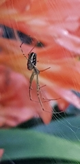 Leucauge dromedaria