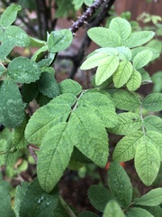 Rosa pisocarpa