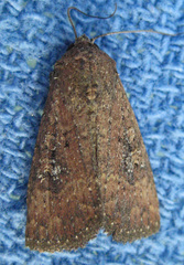 Condica sutor
